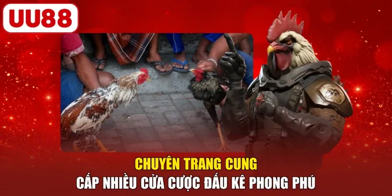 Chuyên trang cung cấp nhiều cửa cược đấu kê phong phú