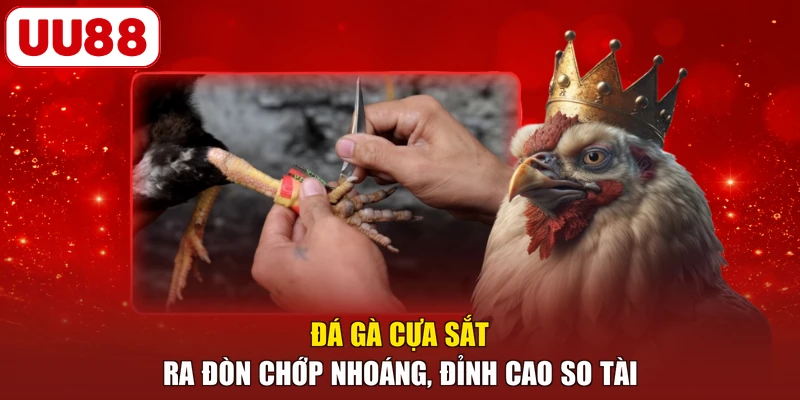 Đá Gà Cựa Sắt - Ra Đòn Chớp Nhoáng, Đỉnh Cao So Tài