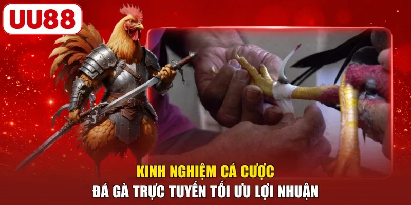 Kinh nghiệm cá cược đá gà trực tuyến tối ưu lợi nhuận